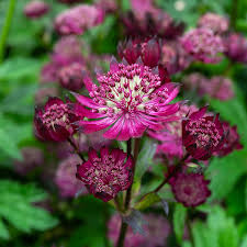 Sparklin Stars Red Astrantia : 1 Gallon