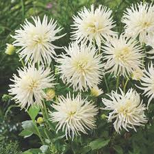 Playa Blanca Dahlia : 2 Gallon