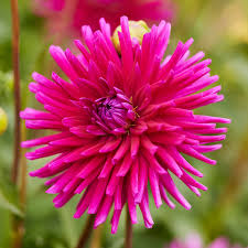 Purple Gem' Dahlia : 2 Gallon