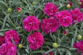 Fruit Punch® 'Funky Fuchsia' Dianthus : 1 Gallon