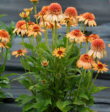 [Supreme Cantaloupe Coneflower : 1 Gallon] Supreme Cantaloupe Coneflower ™ : 1 Gallon