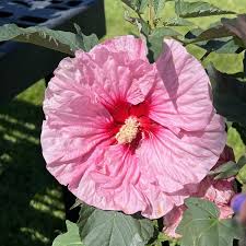 Summerific® 'All Eyes on Me' Rose Mallow : 3 Gallon