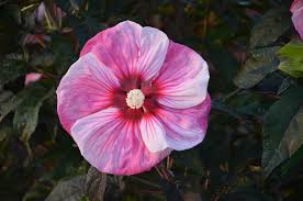 Summerific® 'Cherry Choco Latte' Rose Mallow : 3 Gallon