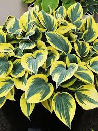 Ben Vernooy Hosta : 1 Gallon