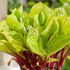 Lemon Snap Hosta : 1 Gallon