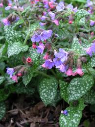 Mrs. Moon Lungwort : 1 Gallon