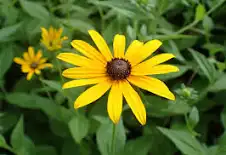 Black Beauty Black Eyed Susan : 1 Gallon