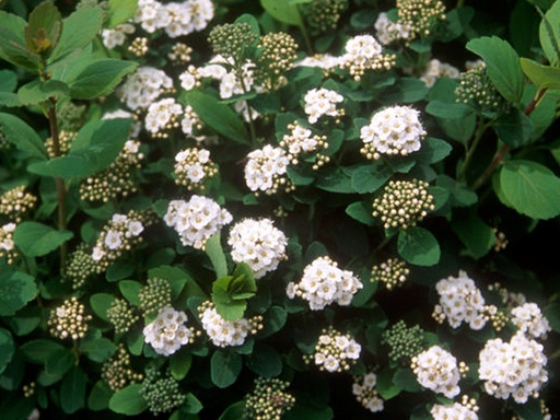 Tor Birchleaf Spirea : 3 Gallon
