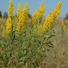Showy Goldenrod : 3 Gallon