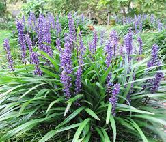 Lilyturf Liriope : 4 Inch Pot