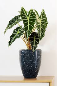 Alocasia Polly : 4 Inch Pot