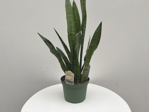 Sansevieria Zeylanica : 10 Inch Pot