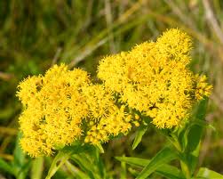 Riddell's Goldenrod : 1 Gallon