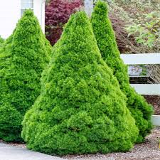 Dwarf Alberta Spruce : 3 Gallon
