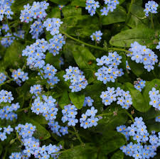 Forget-Me-Not Victoria Blue : 4 Inch