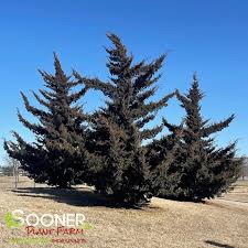 Canaert Juniper : 10 Foot 