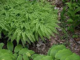 Maidenhair Fern : 6 Inch Pot