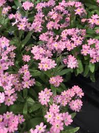 Forget-Me-Not Victoria Rose : 4 Inch Pot