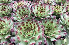 Hens & Chicks Mrs. Giuseppi : 4 Inch Pot