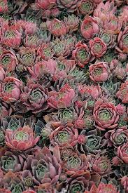 Hens and Chicks Purple Beauty : 4 Inch Pot