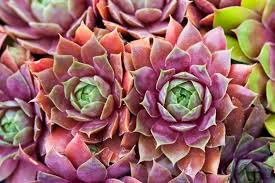 Hens & Chicks Houseleek: 4 Inch Pot