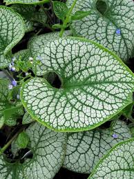 Sea Heart Siberian Bugloss : 1 Gallon