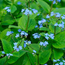 Siberian Bugloss : 1 Gallon