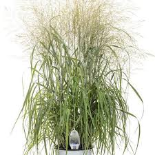Niagara Falls Grass : 1 Gallon