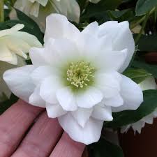 Hellebore Wedding Party® Wedding Bells : 1 Gallon