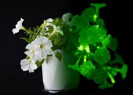 Firefly Petunia® : 45mm (3 Pack)
