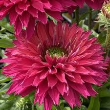 Sunseeker ® Sweet Fuschsia Coneflower : 1 Gallon