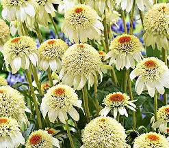 Milkshake Coneflower : 1 Gallon
