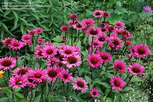 Fatal Attraction Coneflower : 1 Gallon