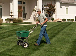 man fertilizing