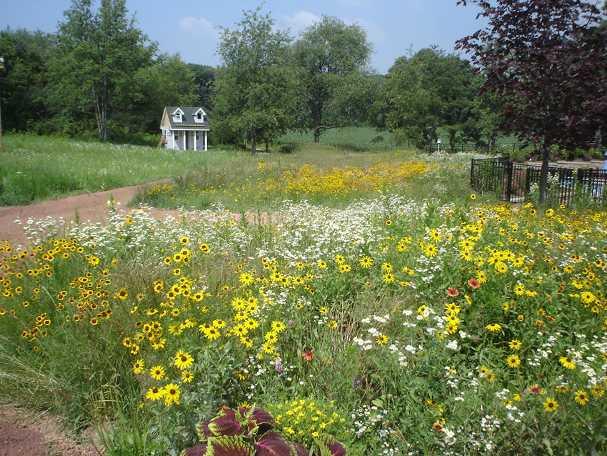 Wildflower field