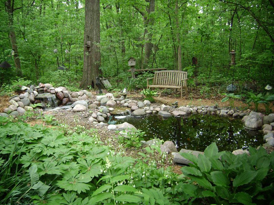 Forest pond