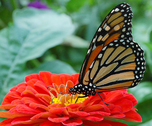 Monarch butterfly on Red Zinnia