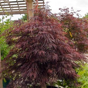 Crimson Queen Japanese Maple