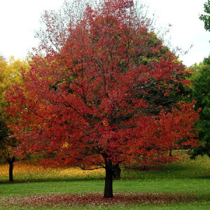 Autumn Flame Maple