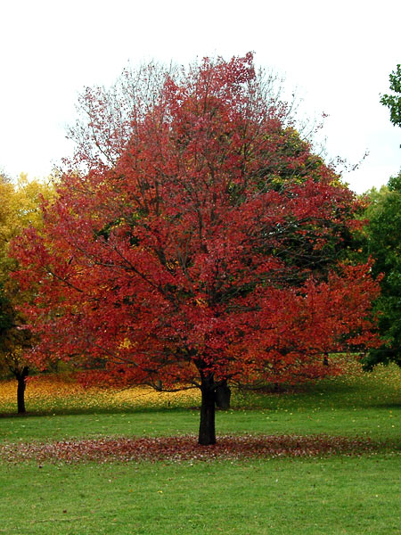 Autumn Flame Maple