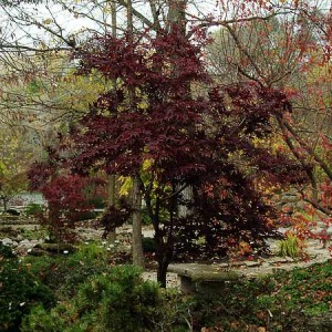 Bloodgood Japanese Maple