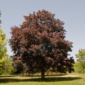 Royal Red Maple