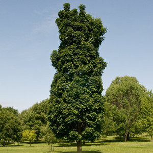 Columnar Norway Maple