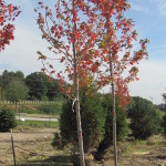 Acer freemanii 'Jeffersred'