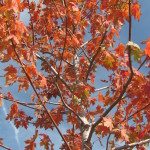 Acer freemanii Jeffersred'