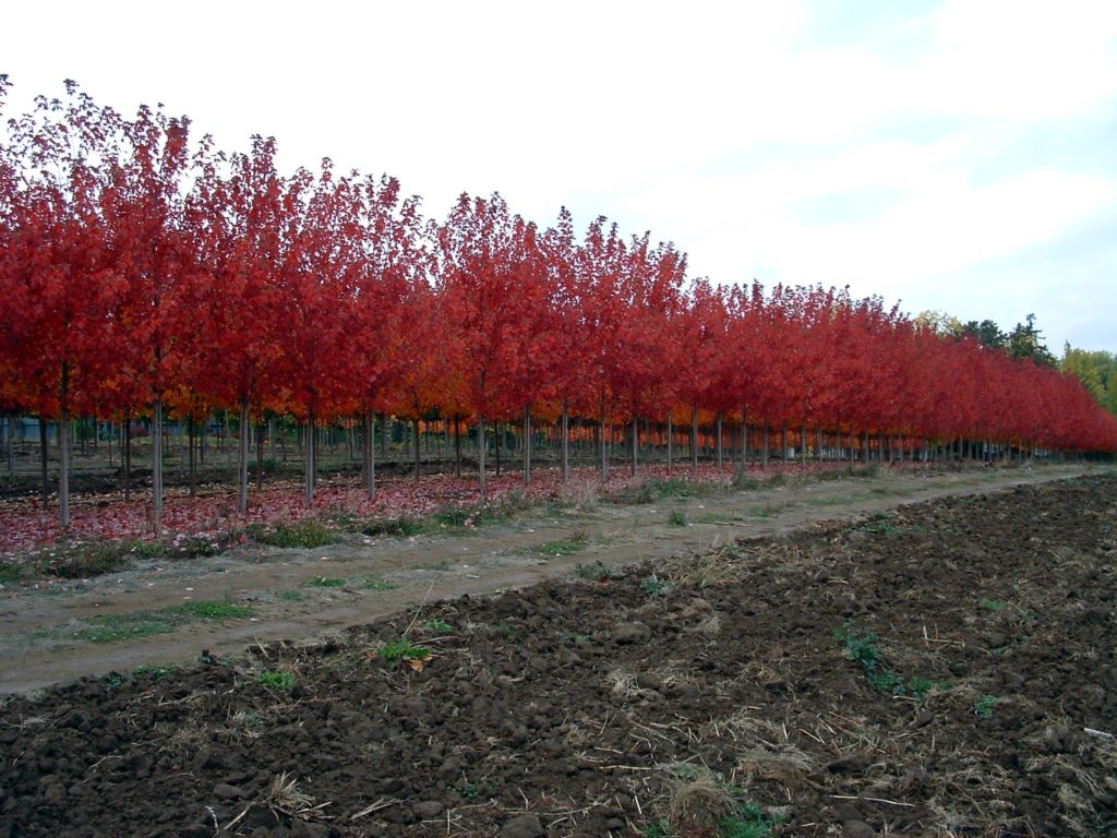 Autumn Blaze Maple In field