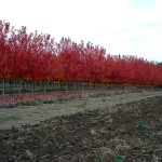 Autumn Blaze Maple In field