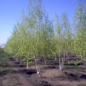 Heritage River birch