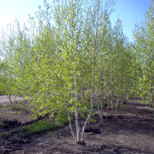 Whitespire Birch