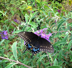 Picture of Butterfly